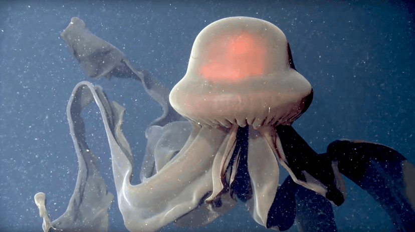 niezwykla-meduza-nagrana-w-glebinach-wideo-hipnotyzuje