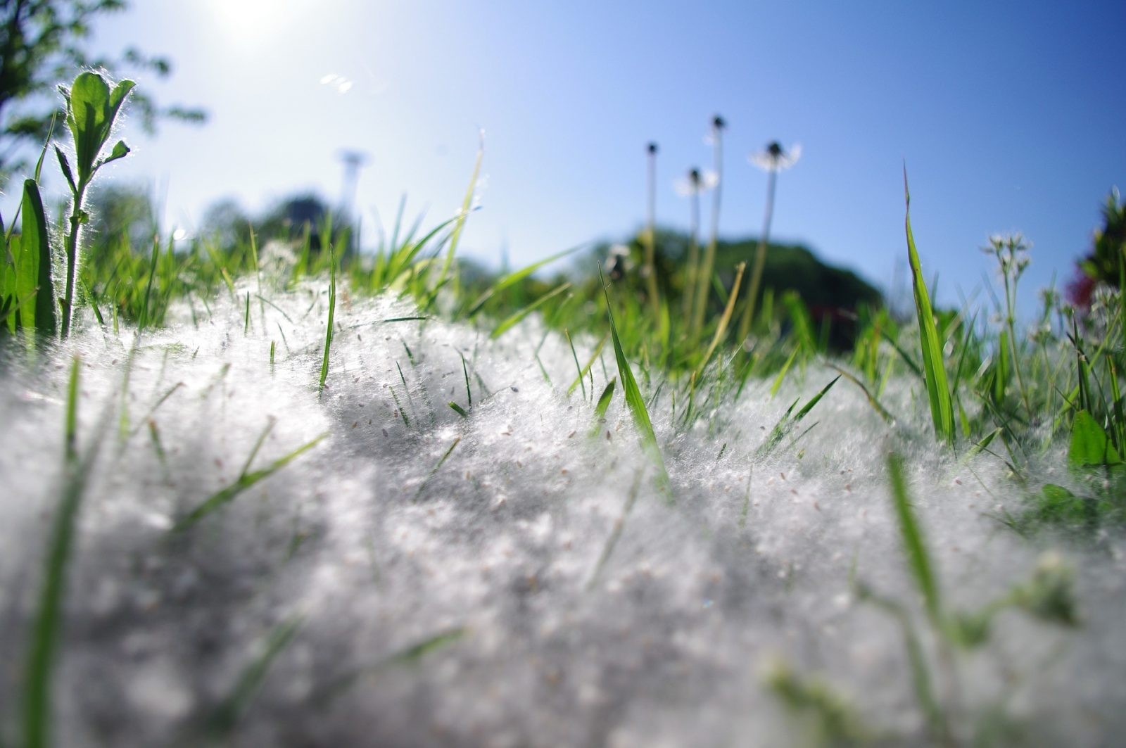Pyłków jest coraz więcej i zwiększają one swój zasięg &#8211; to wynik globalnego ocieplenia /Fot. Pixabay
