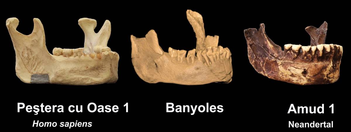 Żuchwy wyraźnie różnią się od siebie (klasyczny Homo sapiens po lewej, typowy neandertalczyk po prawej) &#8211; w środku szczęka z Banyoles
