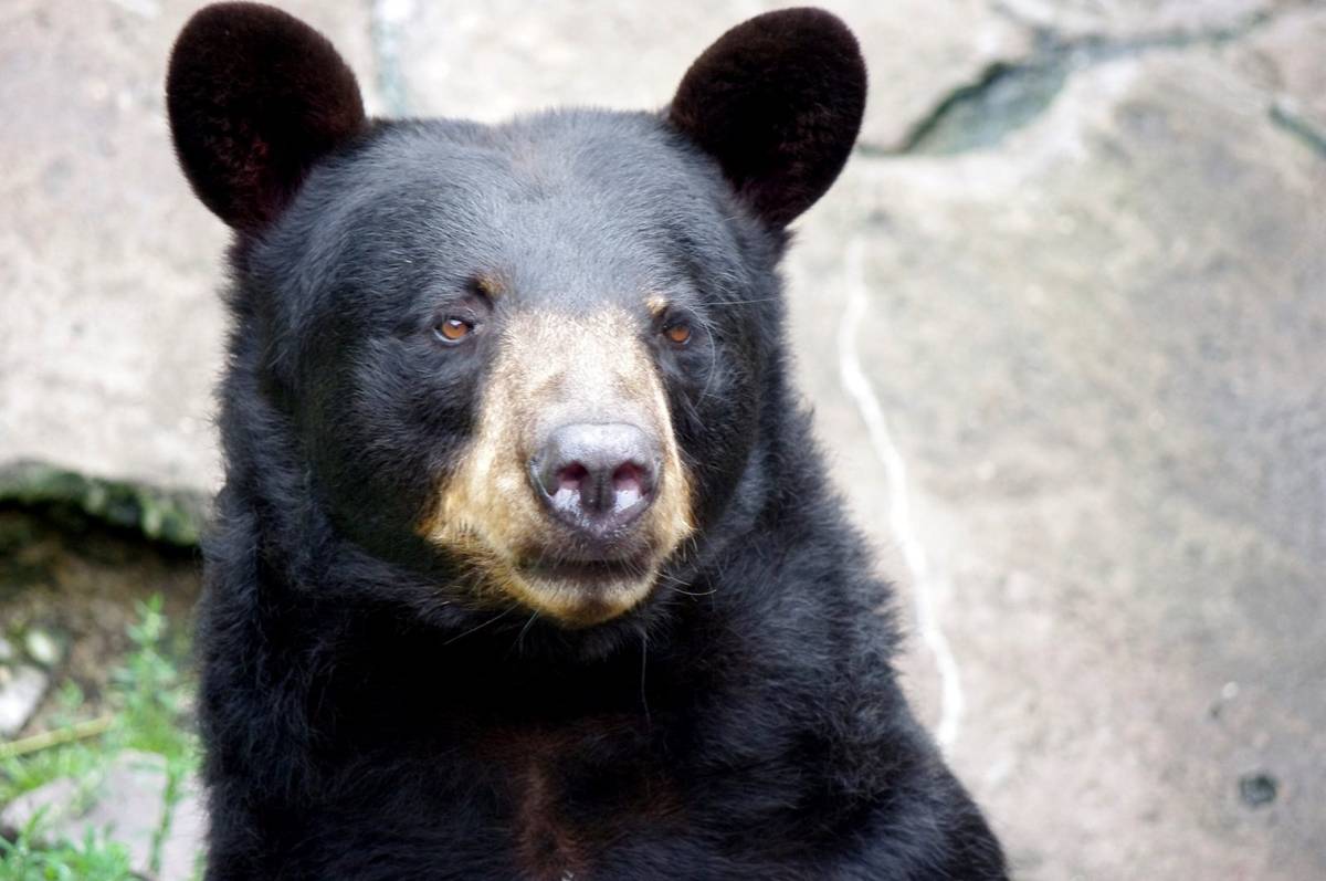 Niedźwiedź „zrobił” sobie 400 selfie w lesie. Tak się kończy spotkanie zwierząt z technologią