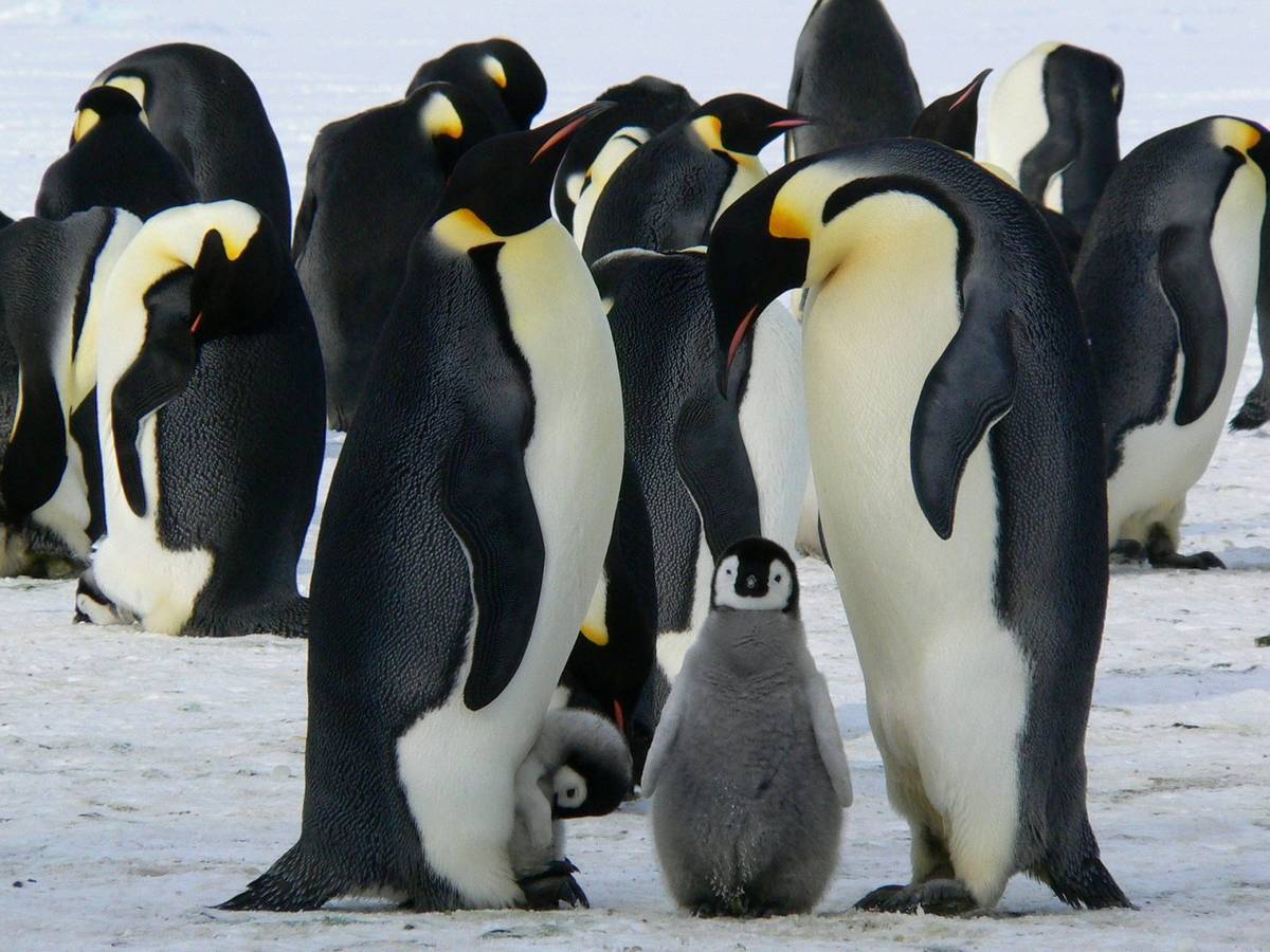 Pingwiny cesarskie /Fot. Pixabay
