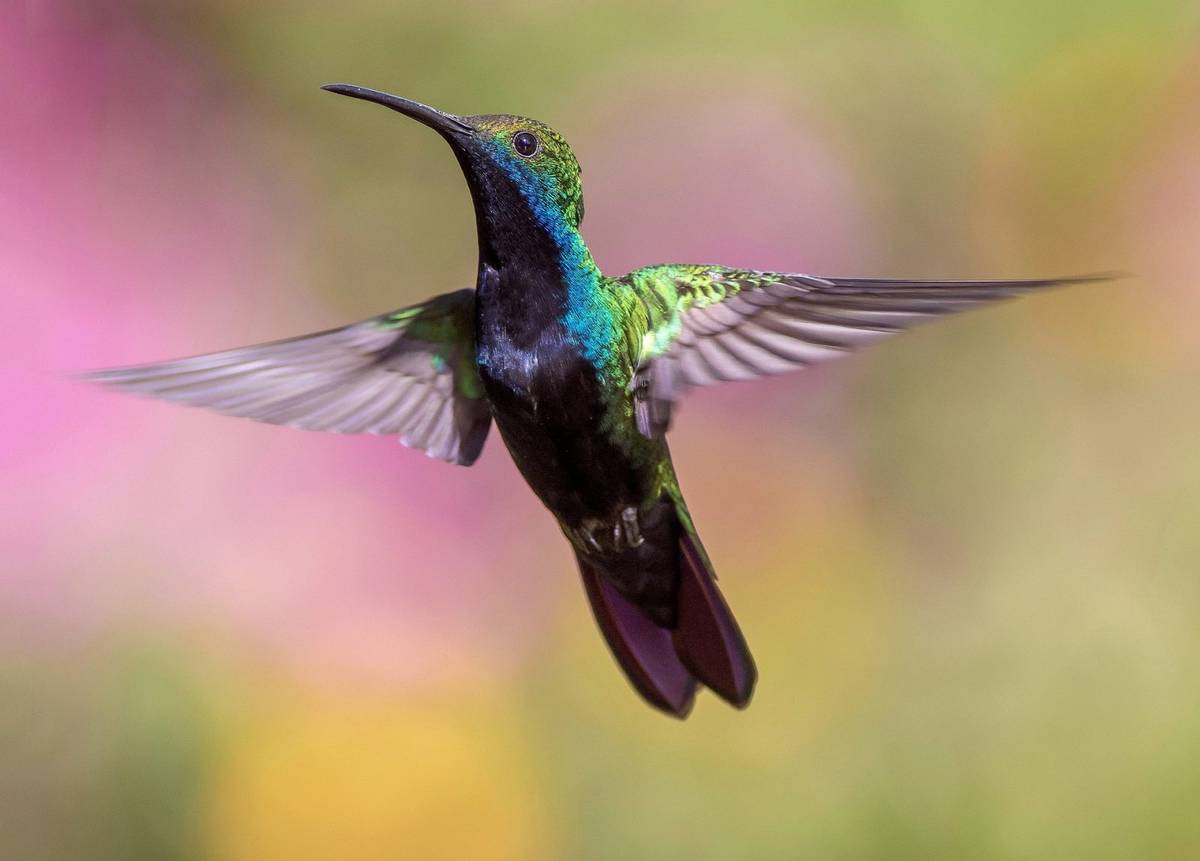 Istniejące drony potrafią unosić się w powietrzu jak kolibry &#8211; ale to za mało /Fot. Pixabay
