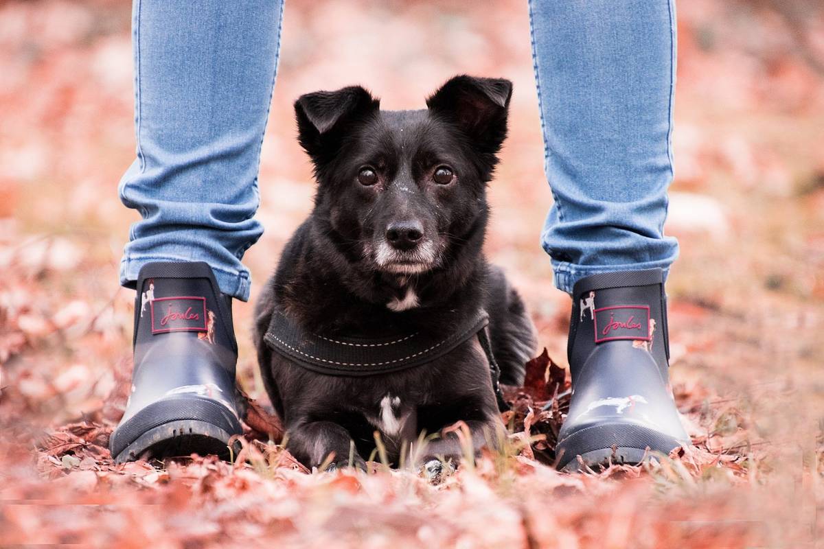 Psy to najlepsi przyjaciele człowieka &#8211; ale czy w drugą stronę jest podobnie? /Fot. Pixabay
