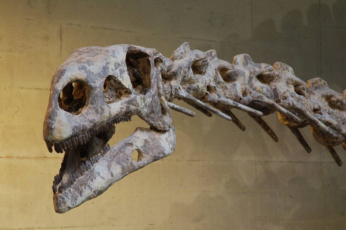Plateozaur / źródło: Wikimedia Commons, CC-BY-SA-2.5
