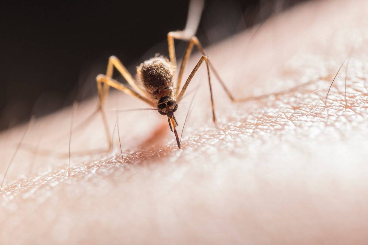 Komary są jednymi z najbardziej nielubianych owadów &#8211; nic dziwnego /Fot. Jimmy Chan, Pexels
