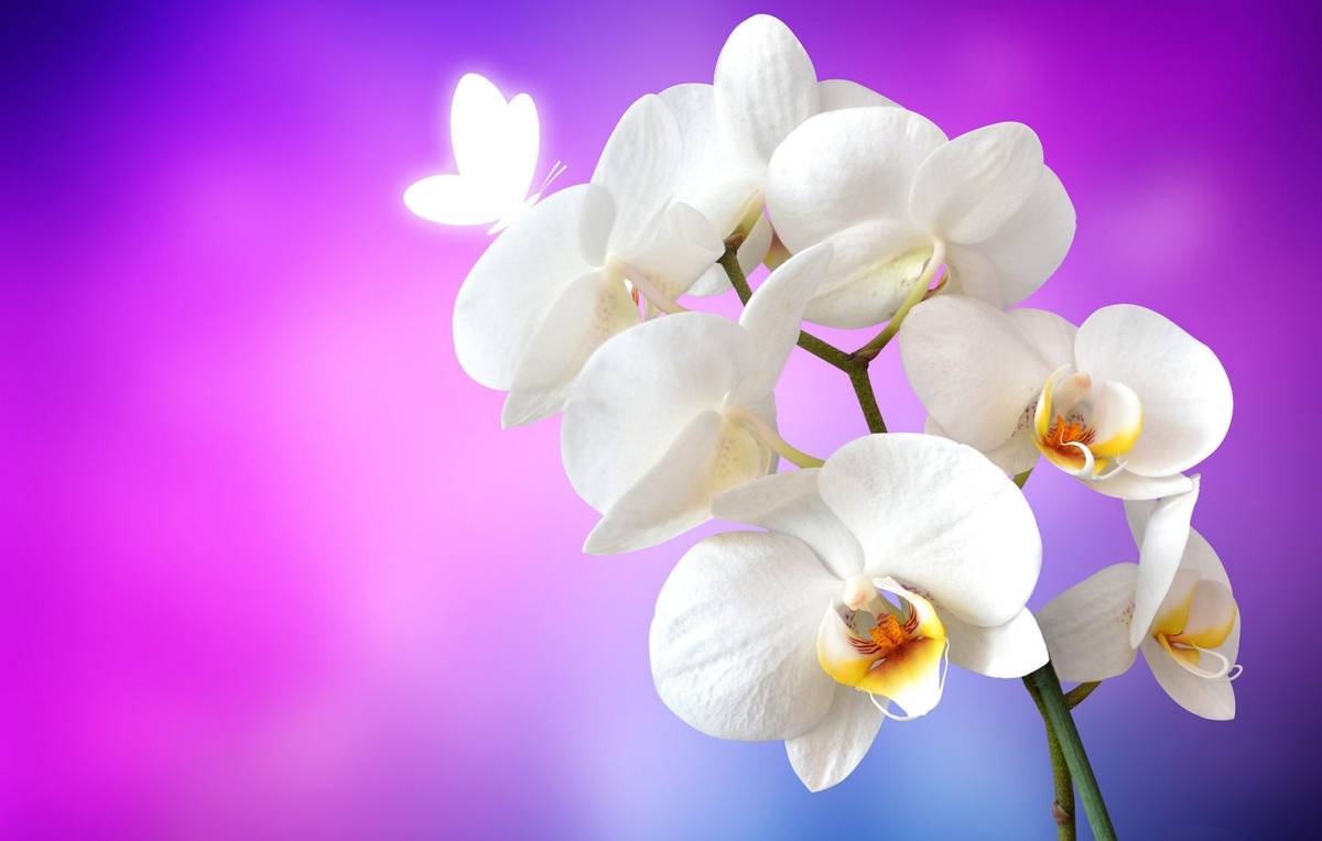 Storczyki to jedne z najpiękniejszych kwiatów na świecie /Fot. Pixabay
