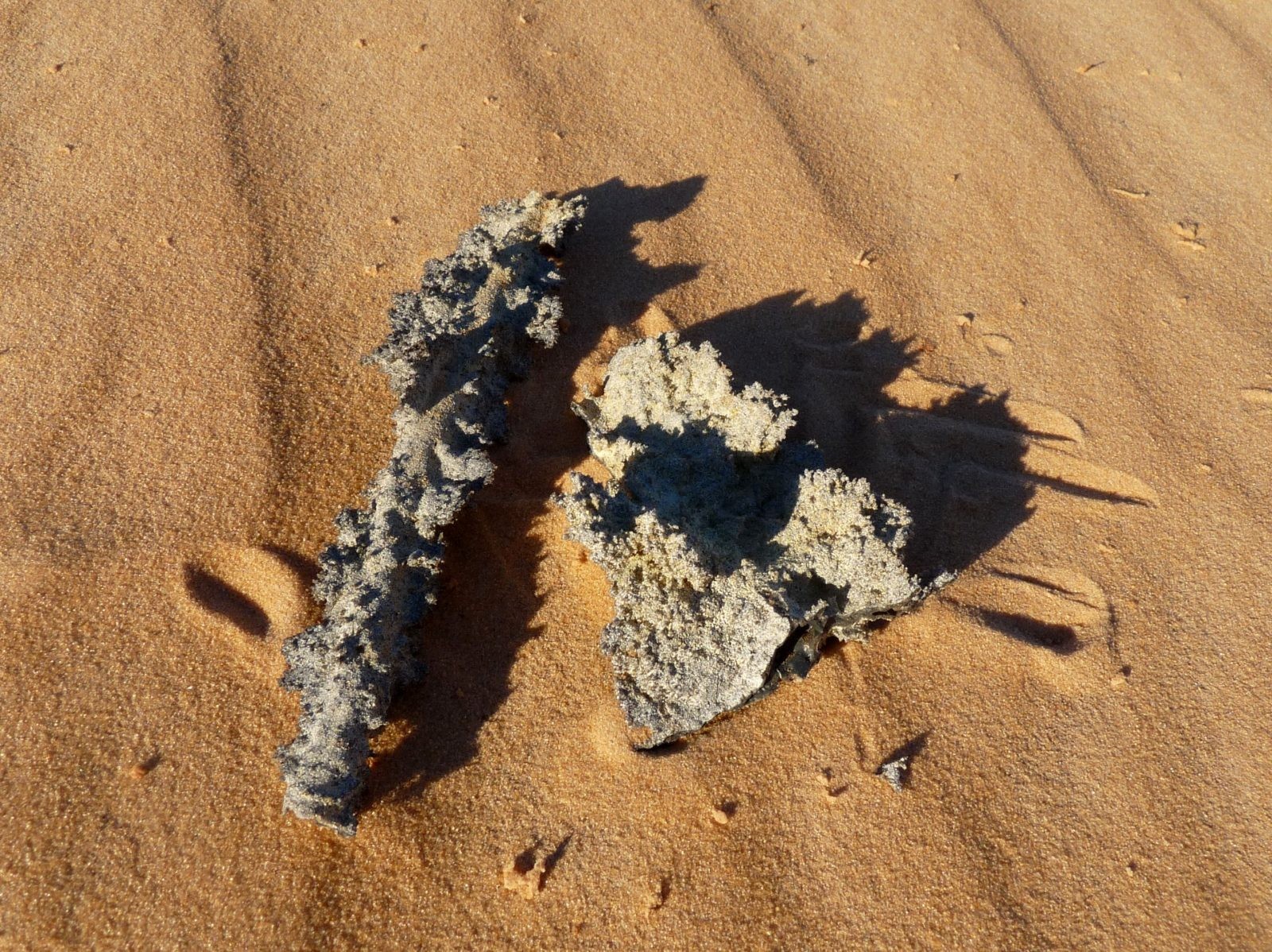 Przykład fulgurytu z pustyni / źrodło: Wikimedia Commons, CC-BY-SA-3.0
