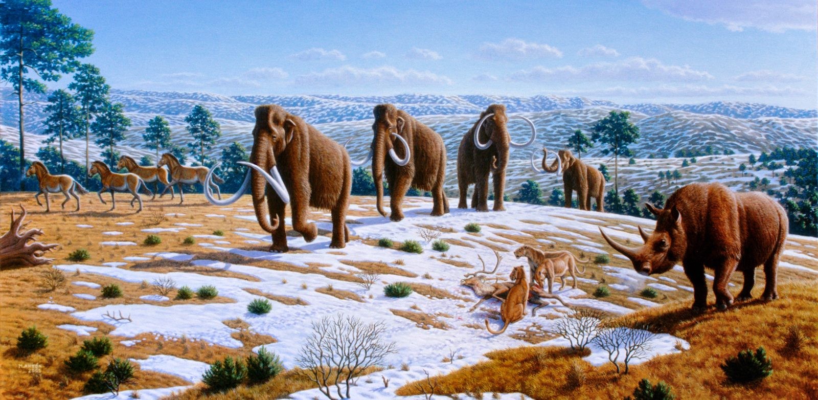 Zwierzęta epoki lodowcowej. Nosorożec włochaty po prawej stronie / źródło: Wikimedia Commons, CC-BY-2.5

