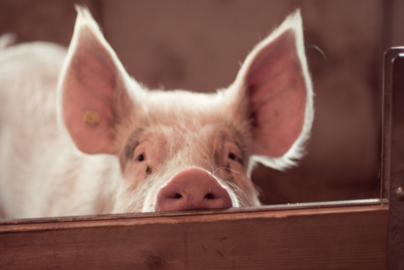 Zachód nie chciał 5G od Huawei, więc koncern zajął się hodowlą świń