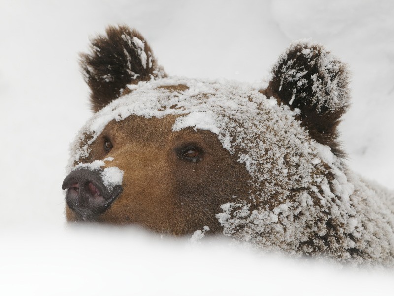 Cała prawda o zimowym śnie niedźwiedzi. Nie należy im przeszkadzać w drzemce!