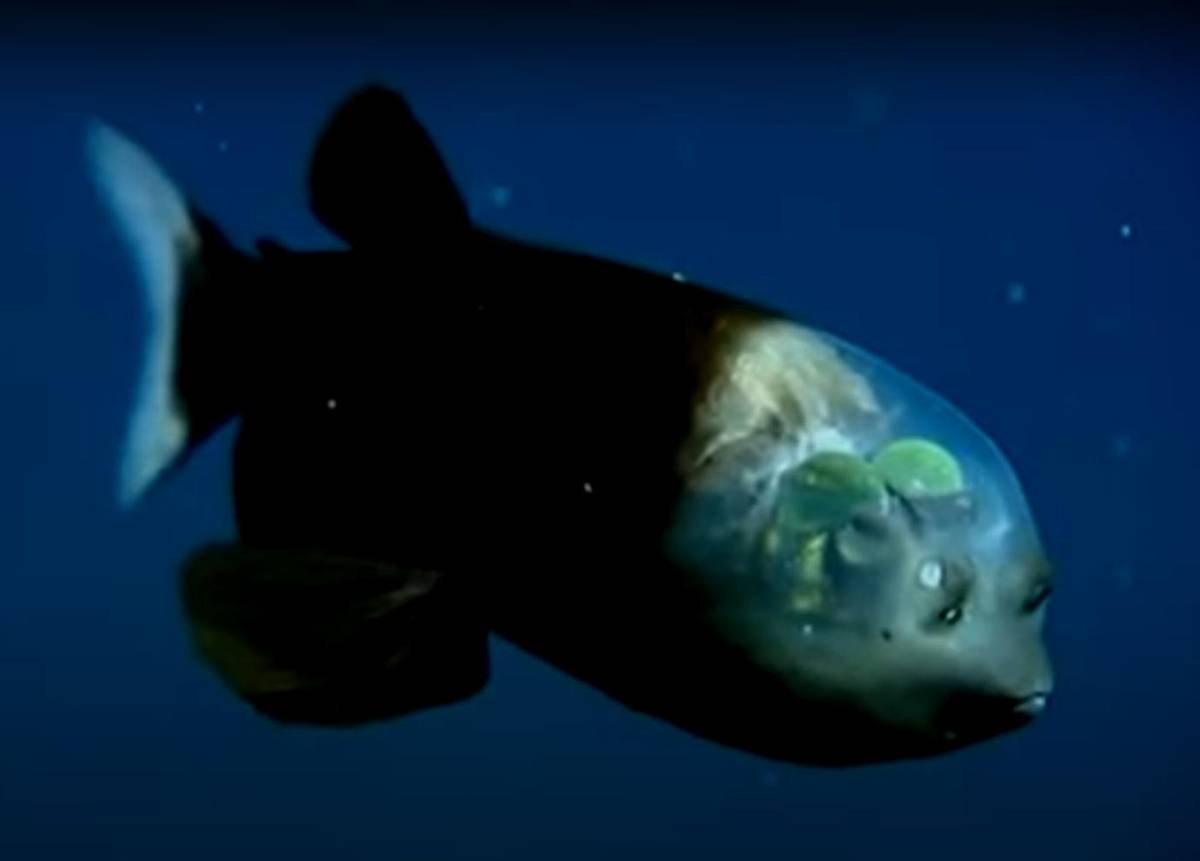 Udało się sfilmować niezwykłe stworzenie – rybę, która widzi przez swoją przezroczystą głowę [Wideo]